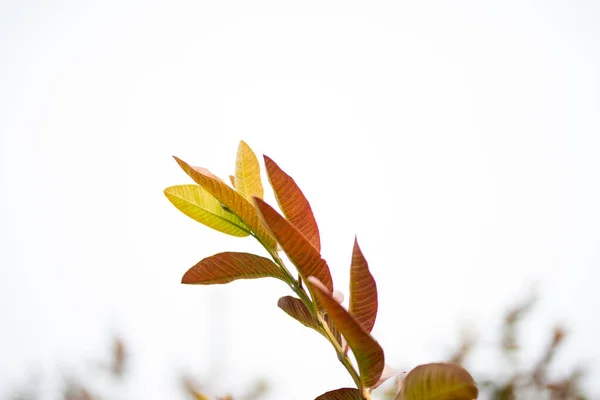 Feuilles Goyave Sur Arbre Dans Jardin Tropical Bio — Photo