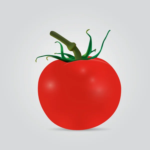 Vetor de tomate — Vetor de Stock