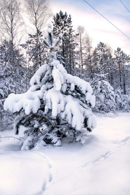 Sunset'teki ormandaki karlı Noel ağaçları