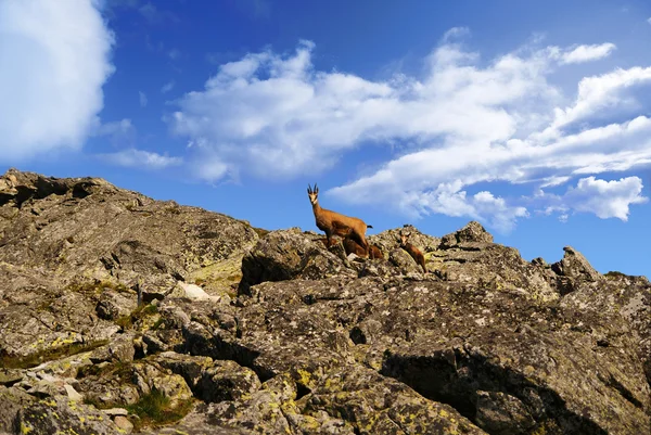 Schöne Aussicht auf Tatra-Gebirge, świnica — Stockfoto