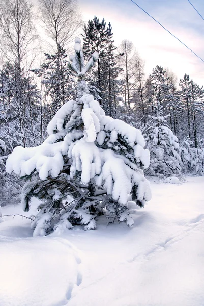 Snowy christmas trees on sunset in forest — Stock Photo, Image