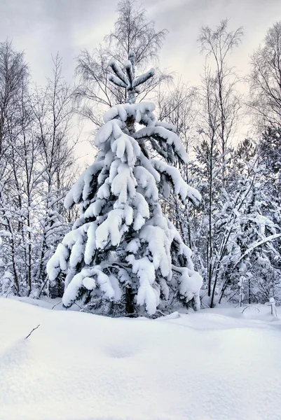 Snowy christmas trees — Stock Photo, Image