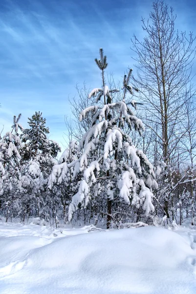冬の森 ロイヤリティフリーのストック画像
