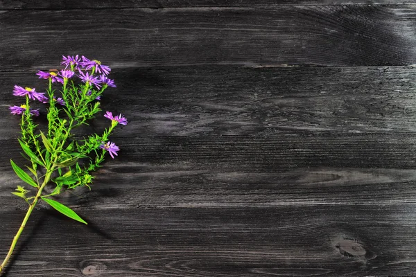 Purple widfowers na temné desce — Stock fotografie