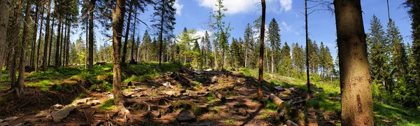 Schöner Panorama-Bergpfad durch den Wald — Stockfoto