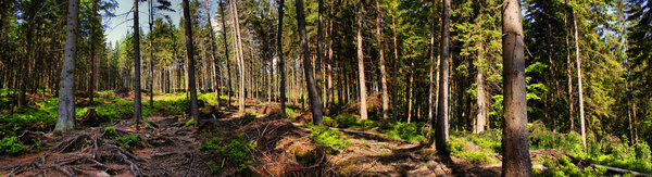 Лесная тропа в горах