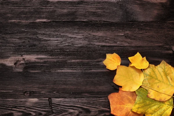 秋、黄色の木製の背景にユリノキの葉します。 — ストック写真