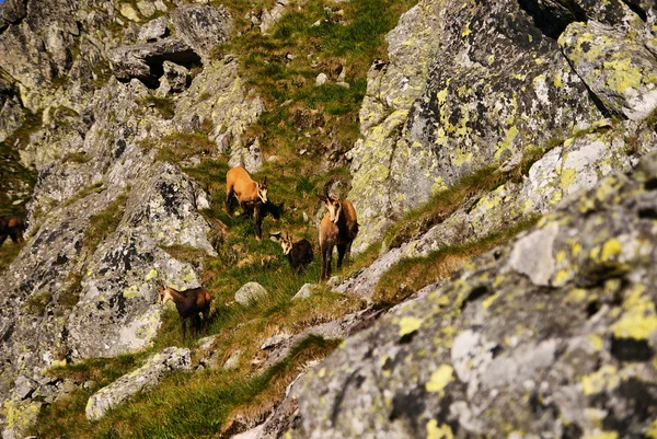 Ziegenweiden in der Tatra, Polen — Stockfoto