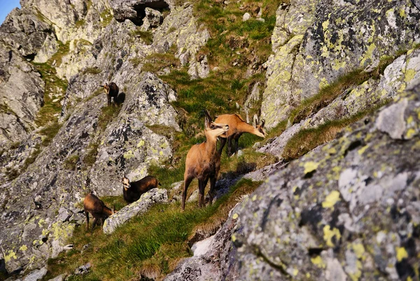 Ich bin Gämse, ich bin nicht aggressiv — Stockfoto