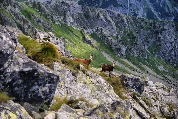 Dos gamuzas de montaña mírame. Montañas Tatra — Foto de Stock