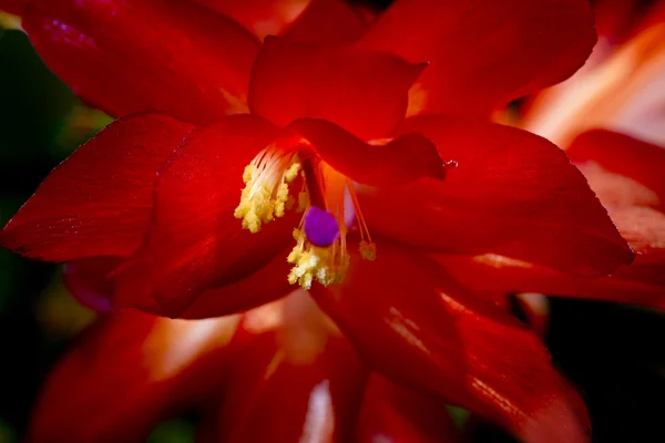 Röd, en mystisk blomma bakgrund — Stockfoto