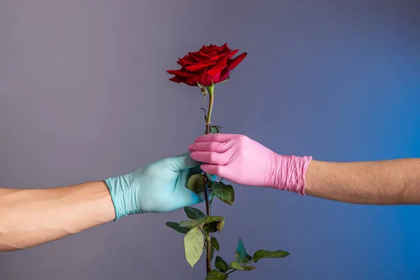 Рука Чоловіка Синій Рукавичці Дає Червону Троянду Руці Жінки Рожевій — стокове фото