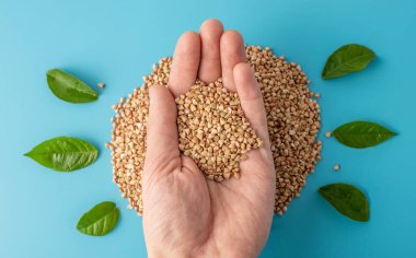 Elinde bir avuç kuru yeşil karabuğday ve yapraklı mavi bir arka planda. Uygun dengeli beslenme ve sağlıklı besin kavramı.