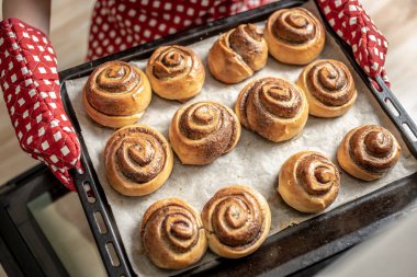 Dişi eller sıcak fırından taze kokulu tarçınlı rulo çıkarıyor. Ev yapımı pişirme ve pişirme kavramı.