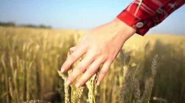Kırmızı elbiseli kadın buğday tarlasında yürüyor ve elini dikkatlice dikenlerin üzerinden geçiriyor. Sonbahar, özgürlük, sakinlik ve huzur kavramı. Yakın çekim.