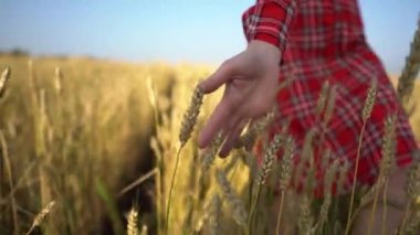 Kırmızı elbiseli kadın buğday tarlasında yürüyor ve elini dikkatlice dikenlerin üzerinden geçiriyor. Sonbahar, özgürlük, sakinlik ve huzur kavramı