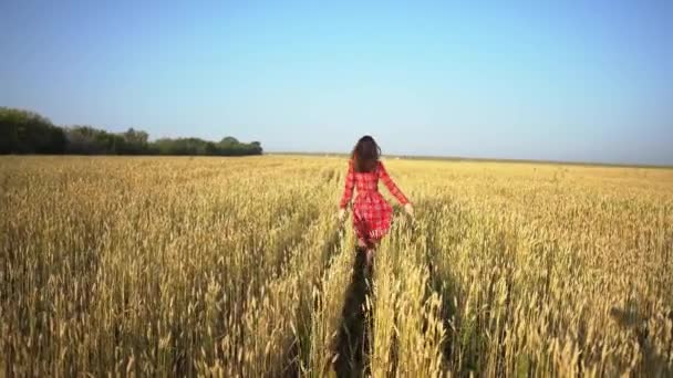 Kırmızı elbiseli kadın olgunlaşmış altın dikenli buğday tarlasında koşuyor. Özgürlük, sakinlik ve barış kavramı. Tepeden tırnağa. — Stok video