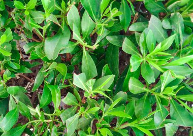 Sulu, güzel bitki köklerinden gelen yeşil renkli bir arka plan.