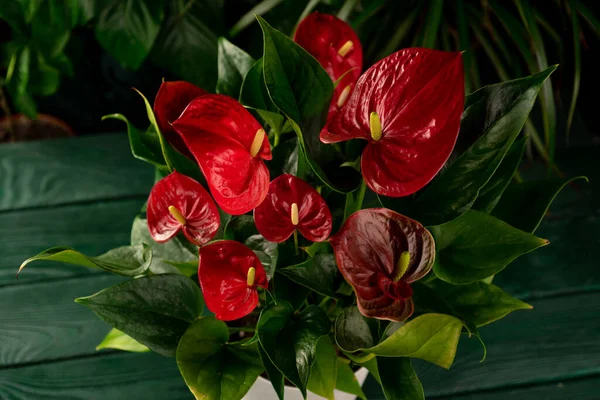 ev çiçeği kırmızı anthurium ahşap arka planda diğer bitkilerle birlikte