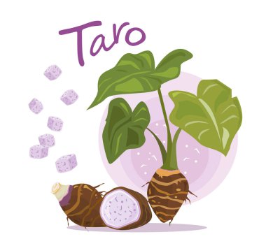 Taro bitkisi. Taro ikiye bölünmüş ve beyaz arka planda izole edilmiş. Vektör illüstrasyonu.