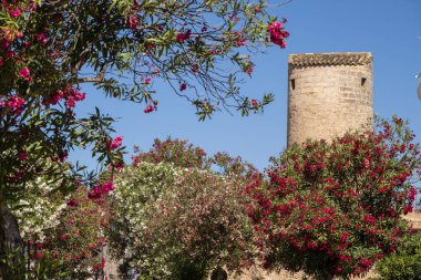 Moli den Perdiu, Llucmajor, Mallorca, Balearic Adaları, İspanya