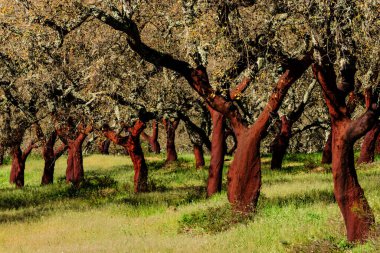 Alcornoques descorchados, Quercus suber, Os Almendres, Distrito de Evora, Alentejo, Portekiz, Avrupa