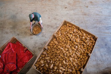Produccion de patatas, Viuda de Antonio Serra, sa Pobla, Mallorca, Balear Adaları, İspanya