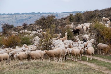 Koyun sürüsü, Gollorio, Guadalajara, İspanya