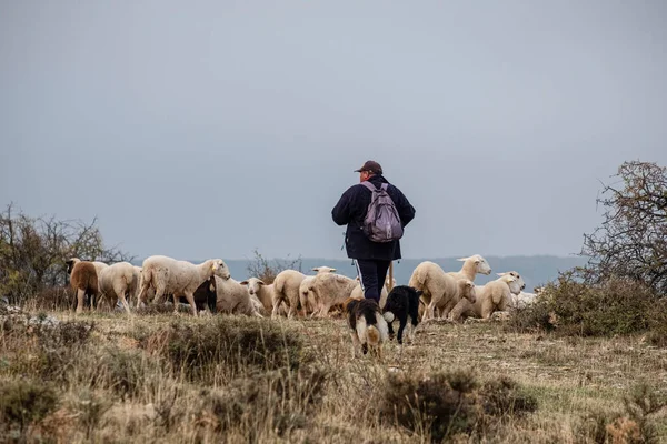 Shepperd Sheepdog Leading Flock Sheep Gollorio Guadalajara Spain — Stock Photo, Image