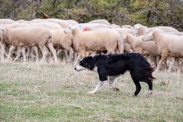 Owczarek Prowadzący Stado Owiec Gollorio Guadalajara Hiszpania — Zdjęcie stockowe
