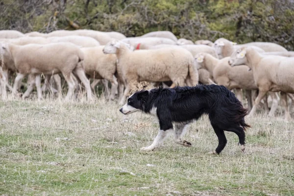 Schaapshond Die Een Kudde Schapen Leidt Gollorio Guadalajara Spanje — Stockfoto