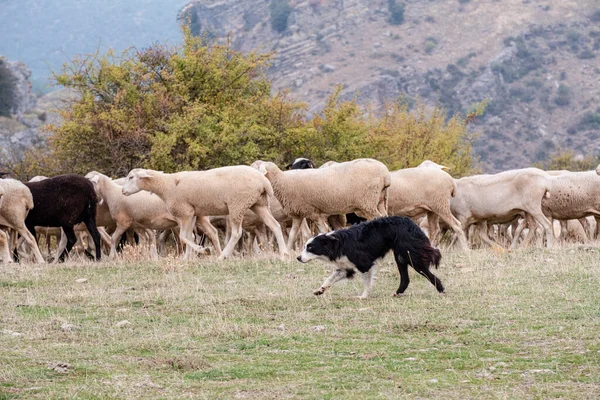 Τσοπανόσκυλο Οδηγεί Ένα Κοπάδι Πρόβατα Gollorio Guadalajara Ισπανία — Φωτογραφία Αρχείου
