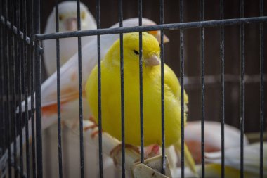 Kanaryalı kafesler satılık, haftalık pazar, Sineu, Mallorca, Balearic Adaları, İspanya