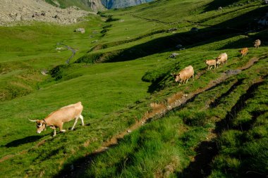 Tepeye çıkan inekler, Col de Souzon, Midi d 'Ossau zirvesi, 2884 metre, Pireneler Ulusal Parkı, Pireneler Atlantik, Fransa