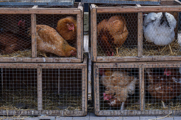 продажа кур, еженедельный рынок, Синеу, Майорка, Балеарские острова, Испания