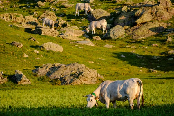 Vacas Lago Gentau Recorrido Por Los Lagos Ayous Parque Nacional —  Fotos de Stock