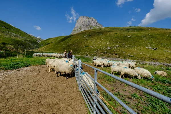 Lous Qubottes Sheep Farm Ayous Lakes Tour Pyrenees National Park — стокове фото