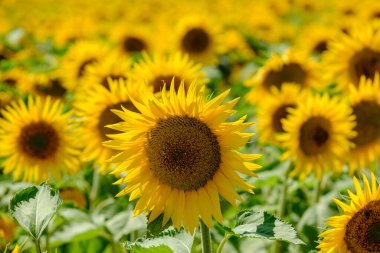 Ayçiçekleri, Castilla y Leon Özerk Topluluğu, İspanya