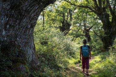 Yeşil güzergah, Centennial Oaks Ormanı, Munain ve Okariz, Alava, Bask ülkesi, İspanya
