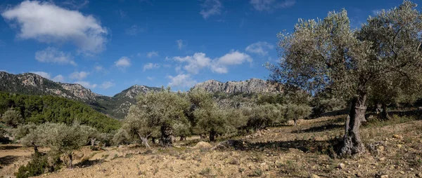 Olivar Pastoritx Valldemossa Mallorca Balearen Spanien — Stockfoto