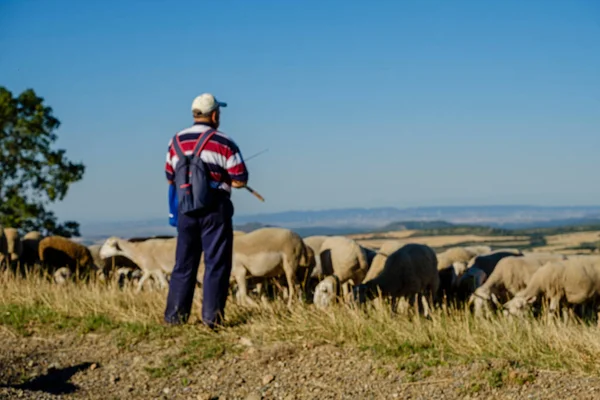 Bir Koyun Sürüsüyle Çoban Loarre Spanya — Stok fotoğraf