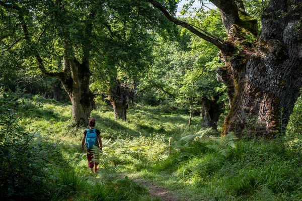 Ruta Verde Bosque Los Robles Centenarios Munain Okariz Álava País —  Fotos de Stock