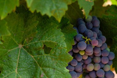 Museo de Etnografia de Formentera, Sant Francesc Xavier, Formentera, Balear Adaları, İspanya