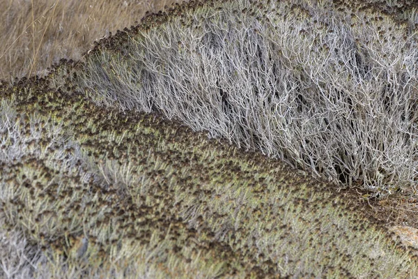 Vegetacion Arbustiva Mediterranea Cabo Berberia Formentera Baleárské Ostrovy Španělsko — Stock fotografie