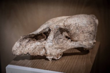 Gabasa Mağarası, Peralta de Galasanz, Huesca Müzesi, Aragon Topluluğu, İspanya