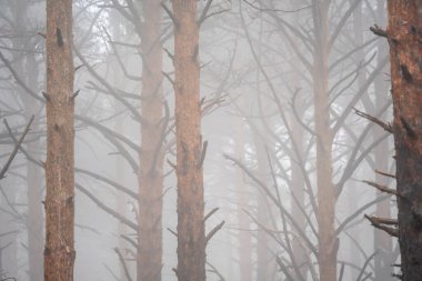 İspanya 'nın Zaragoza eyaleti Moncayo Doğal Parkı yakınlarındaki Agramonte Tercümanlık Merkezi yakınlarındaki bir çam ormanında sisin içinde ağaç gövdesi.