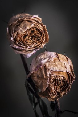 İki kurumuş pembe gül, Mallorca, Balear Adaları, İspanya