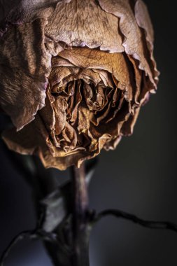 İki kurumuş pembe gül, Mallorca, Balear Adaları, İspanya