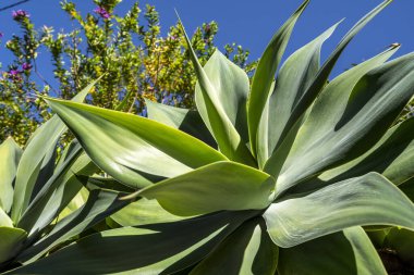 Taş bir duvarda Agave attenuata, Randa köyü, Algaida, Mallorca, Balear Adaları, İspanya