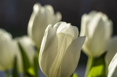 Beyaz lale buketi, Mallorca, Balear Adaları, İspanya